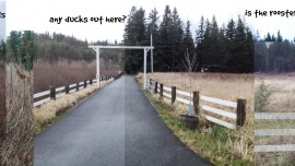 Jean Manis - Ginger's Daily Walk - Adventures of a Golden Retriever in Pacific NW Suburbia