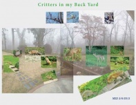 Marty Ditmeyer - Critters in My Back Yard -- Next Round