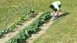 Saunya Amos - Urban Farming