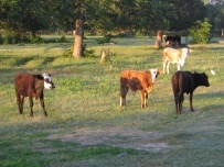 Laura Dorsey - Cow Trails on 88 Ranch -- Columbus, Texas